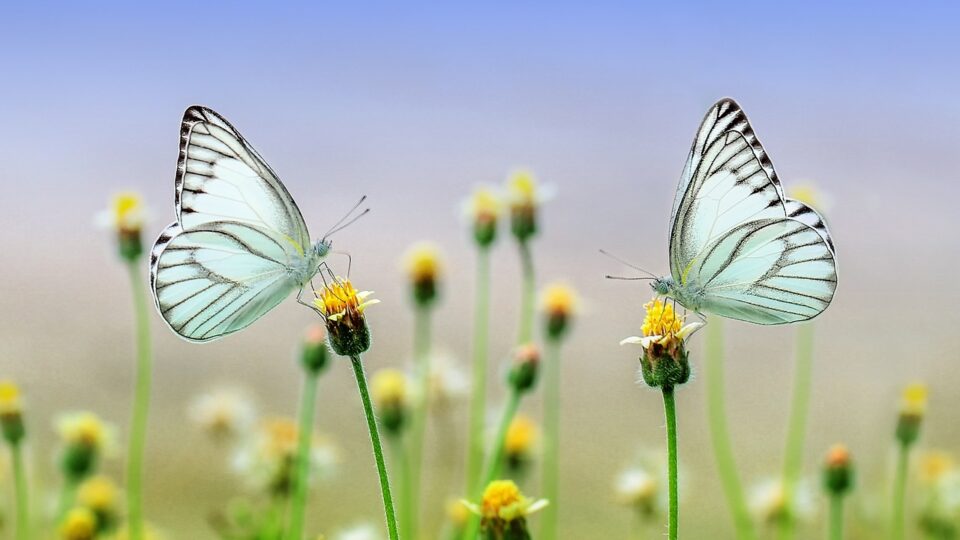 Die spirituelle Dimension des Klimawandels: Verantwortung und Hoffnung in Zeiten der Krise