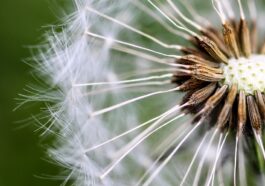 Leben im Einklang mit der Natur: Ein persönlicher Erfahrungsbericht