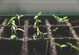 Urban Gardening: Die Renaissance der städtischen Landwirtschaft