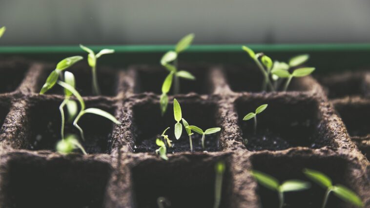 Urban Gardening: Die Renaissance der städtischen Landwirtschaft