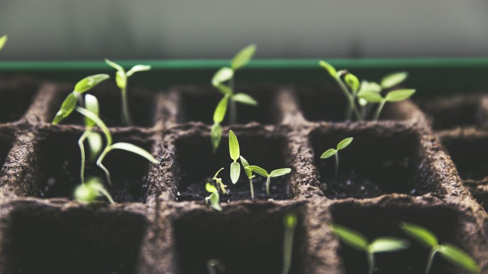 Urban Gardening: Die Renaissance der städtischen Landwirtschaft