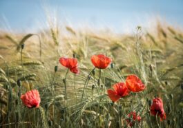 Die Kraft der Gemeinschaft: Nachhaltige Lebensweisen in Ökodörfern und Gemeinschaftsprojekten