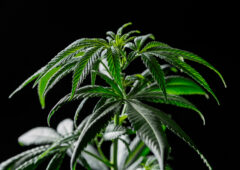 Strawberry Gorilla Auto – Zwischen Hype, Handwerk und Realität