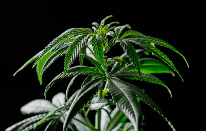 Strawberry Gorilla Auto – Zwischen Hype, Handwerk und Realität